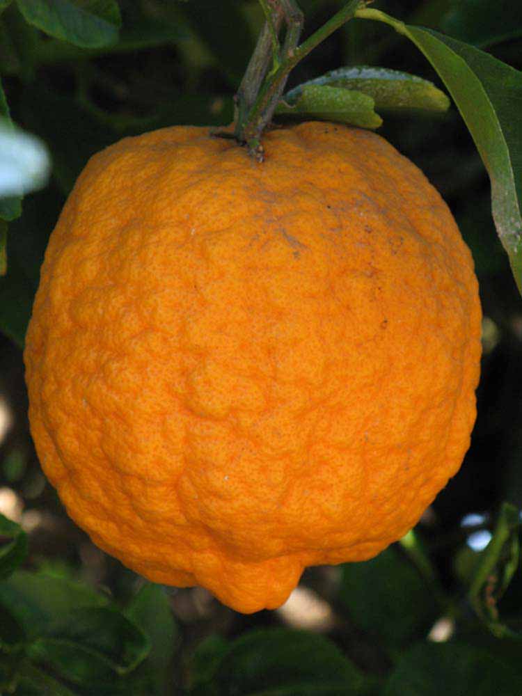            Fruit (Riverside, CA)   